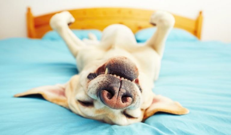 The Cutest Way Your Pet May Fall Asleep