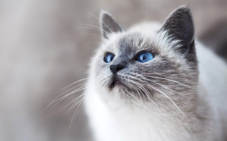 Cats have a reflective layer in their eyes