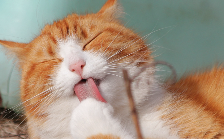 20 Wonderfully Lazy Cats Who’ve Achieved Total Relaxation