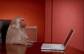 GIF: Monkey and the laptop