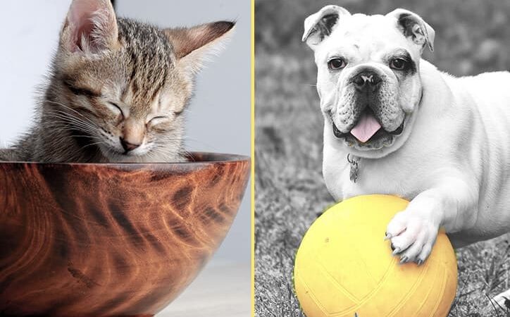 Personality Quiz: What pet is just right for you?